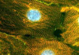 Image of Adult Stem Cells.