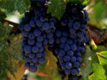 Image of We are all called to work in the Vineyard of the Lord
