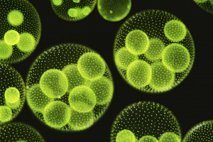 If temperature records, and thinning ice don't convince people the Arctic is warming, perhaps this humble algae will?