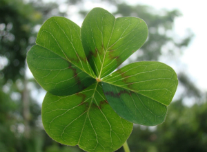 The shamrock is a well-known symbol of Ireland.