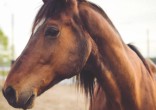 Image of Evidence of stone tools used on a horse's jaw means humans arrived in North America thousands of years earlier than previously believed.