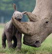 Image of A rhino mother and her baby. Rhinos form attachments similar to humans, and babies often refuse to leave their mother's side even after the mother is killed. Without their mothers, the babies often become prey to various predators. 
